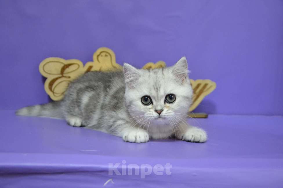 Кошки в Москве: Мраморная на серебре Кошечка Девочка, 50 000 руб. - фото 5