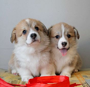 Щенки Вельш Корги Пемброк