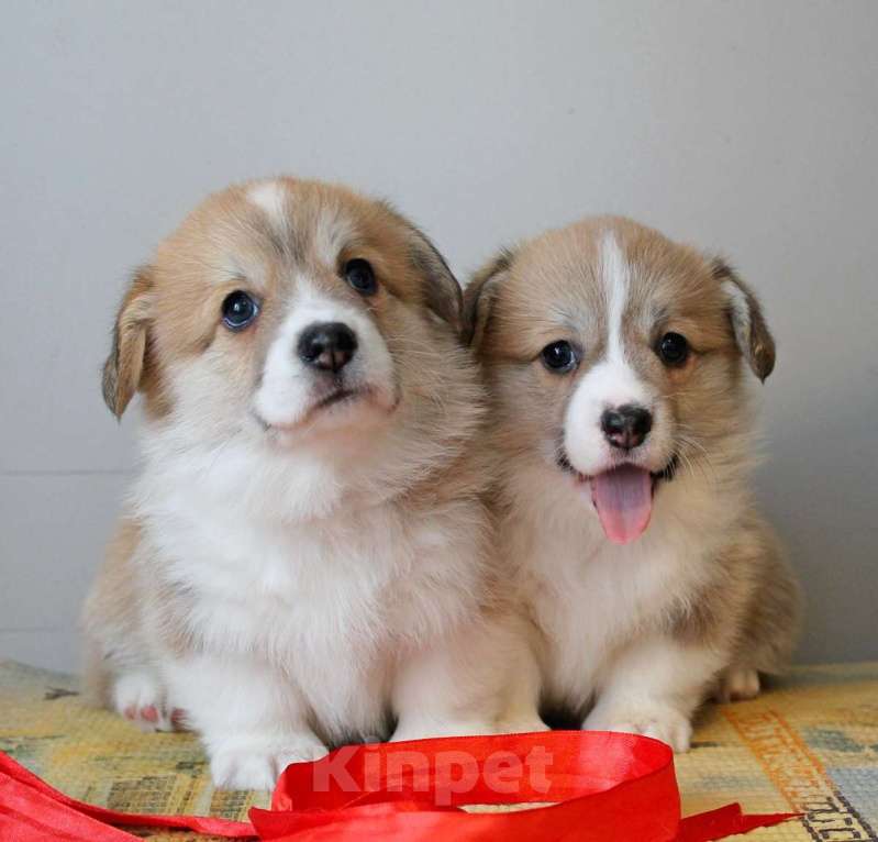 Собаки в Нижнем Новгороде: Щенки Вельш Корги Пемброк Девочка, 60 000 руб. - фото 1