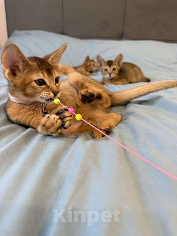 Кошки в Арамиле: Абиссинский котёнок Мальчик, 35 000 руб. - фото 6