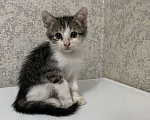 Кошки в Избербаше: Целая банда пушистого счастья ищет дом!🐾 Мальчик, Бесплатно - фото 5