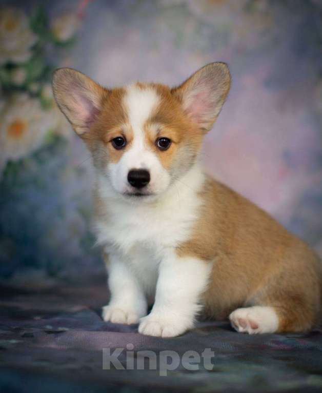 Собаки в Гатчине: Щенки вельш-корги пемброк (РКФ) Мальчик, 70 000 руб. - фото 4