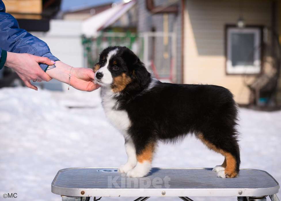 Собаки в других городах Московской области: Продается девочка миниаусси Девочка, 60 000 руб. - фото 1