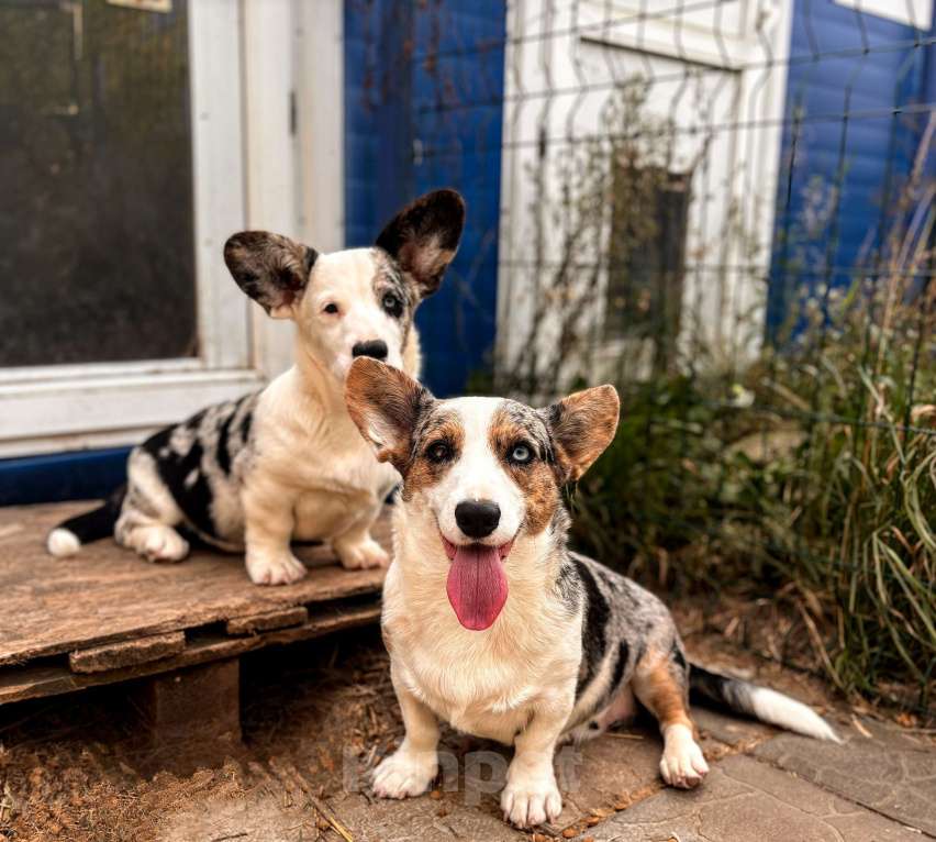 Собаки в Москве: Мерль корги  Мальчик, Бесплатно - фото 2
