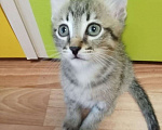 Кошки в Красноярске: Котёнок мальчик  Мальчик, Бесплатно - фото 1