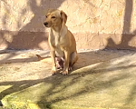 Собаки в Севастополе: Срочно ищем хозяина Собаки Девочка, 1 руб. - фото 6