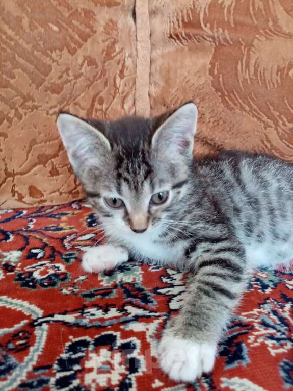 Кошки в Волгограде: Две кошечки ищут дом Девочка, Бесплатно - фото 3