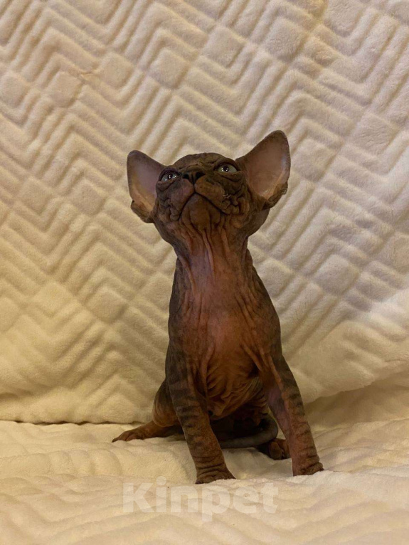 Кошки в Москве: Котёнок канадского сфинкса  Мальчик, 55 000 руб. - фото 4