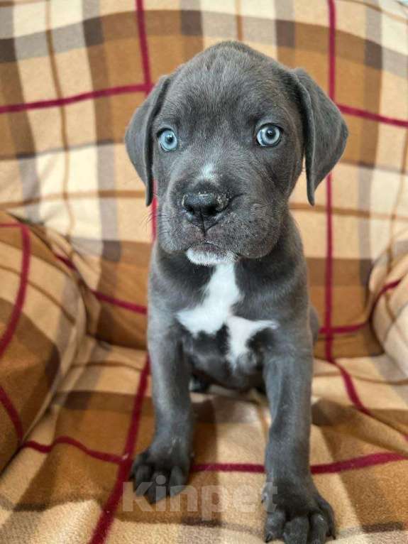 Собаки в других городах Ростовской области: Ищет семью Девочка, 25 000 руб. - фото 4