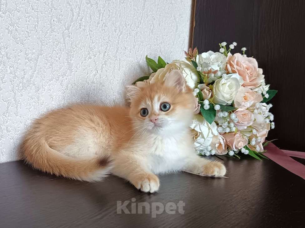 Кошки в Краснодаре: Золотая шоколадная шиншилла  Девочка, 30 000 руб. - фото 7