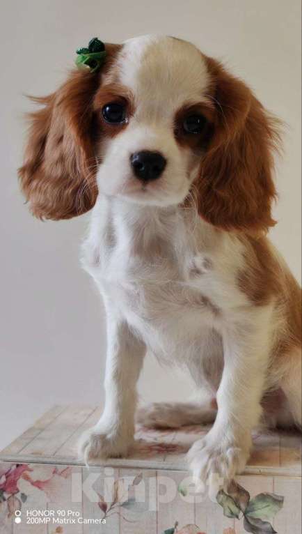 Собаки в других городах Московской области: Кавалер Кинг Чарльз спаниель, мальчик Мальчик, 60 000 руб. - фото 2