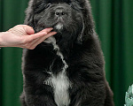 Собаки в Ижевске: Щенки ньюфаундленда Мальчик, 60 000 руб. - фото 2