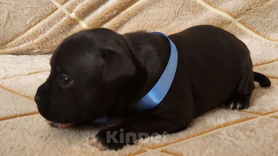 Собаки в Москве: Стаффорлширский бультерьер  Девочка, 60 000 руб. - фото 3