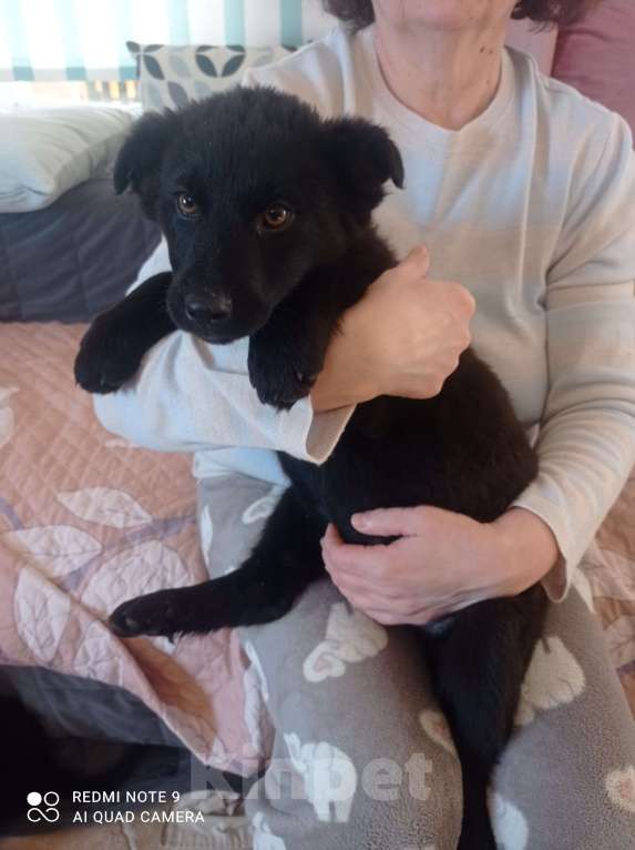 Собаки в Москве: Отдадим в хорошие руки Мальчик, 1 руб. - фото 9