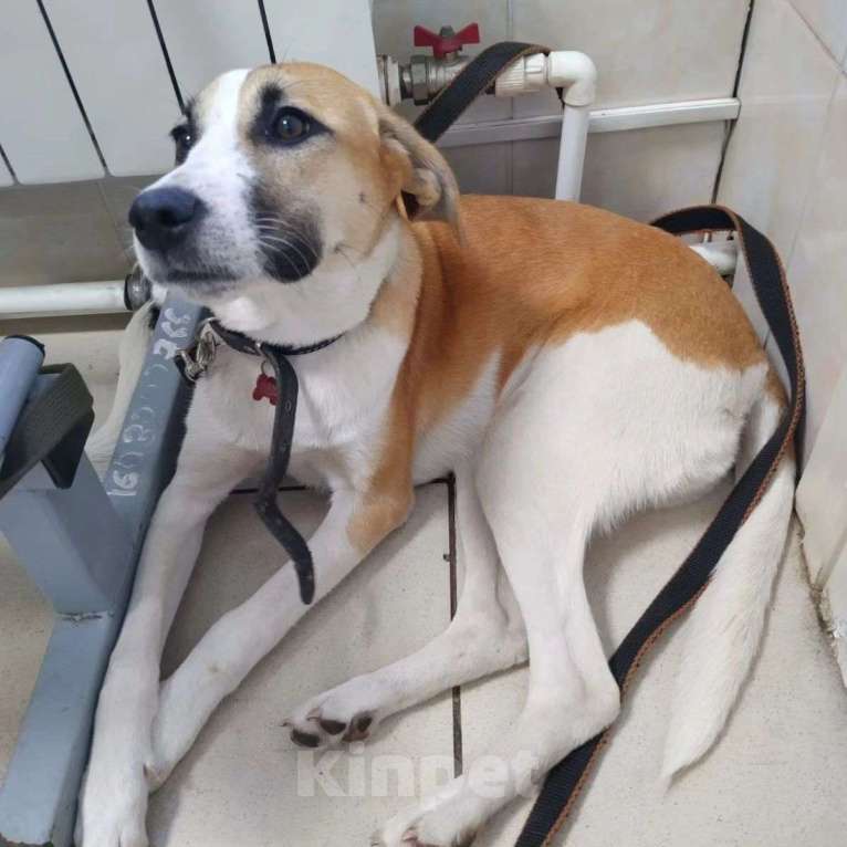 Собаки в Москве: Мэгги и Руна, самые ласковые собаки Девочка, Бесплатно - фото 2