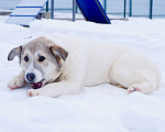 Собаки в Подольске: Очаровательный песик Каспий в добрые руки Мальчик, Бесплатно - фото 6