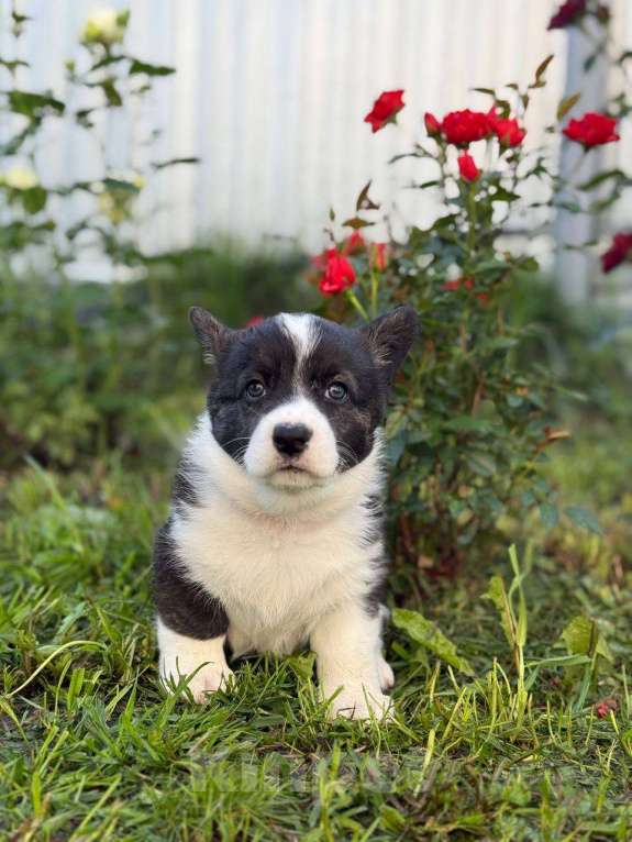 Собаки в Набережных Челнах: Кобель вельш корги кардиган 20.05.2025гр Мальчик, 50 000 руб. - фото 2