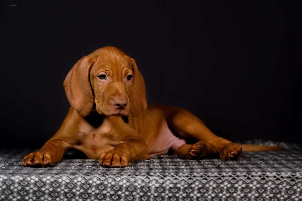 Собаки в Ярославле: Венгерская выжла, щенок Мальчик, 70 000 руб. - фото 1