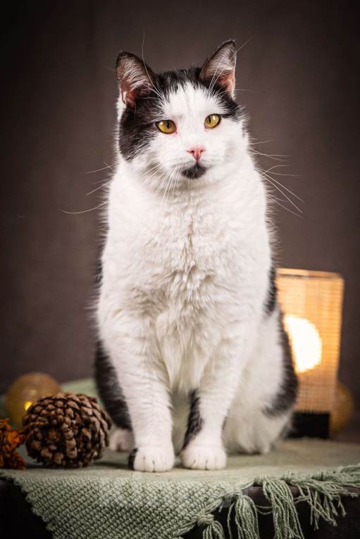 Кошки в Клине: Фунтик — котик с мягким характером Мальчик, Бесплатно - фото 3