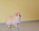 Собаки в Подольске: Шпиц кремовый щенок Девочка, Бесплатно - фото 5