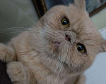 Кошки в Москве: Бывшедомашний выброшенный на моро котик ищет дом Мальчик, 1 руб. - фото 4