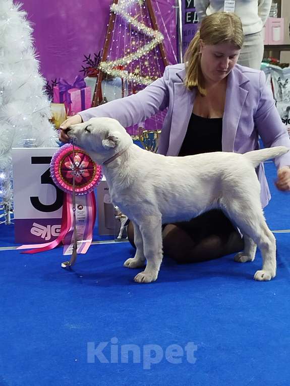 Собаки в Москве: Питомник САО предлагает к приобретению  Девочка, 60 000 руб. - фото 4