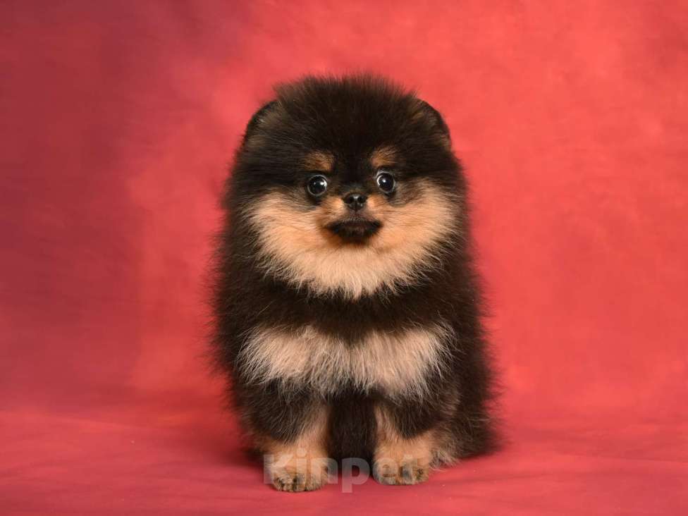 Собаки в Москве: Померанский карликовый шпиц мини ( девочка Киви) а Девочка, 40 000 руб. - фото 3