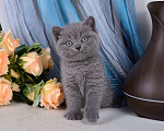 Кошки в Мурином: Британский голубой котик Мальчик, 25 000 руб. - фото 5
