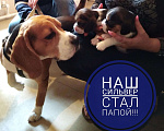 Собаки в Саратове: Бигль для вязки, 4 000 руб. - фото 5