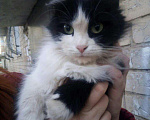 Кошки в Волгограде: Стерилизованная кошечка,смесь с персидской породой, 7 руб. - фото 1