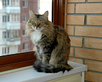 Кошки в Москве: Отдам кота Мальчик, Бесплатно - фото 3