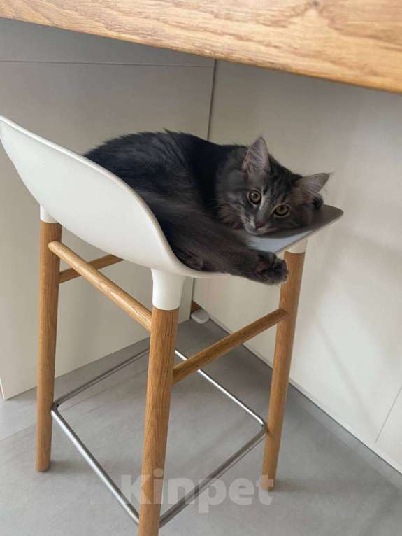 Кошки в Ростове-на-Дону: Отдам метиса мейн-куна в добрые руки  Мальчик, Бесплатно - фото 6