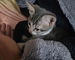 Кошки в Азове: Отдам котенка в добрые руки Девочка, Бесплатно - фото 4
