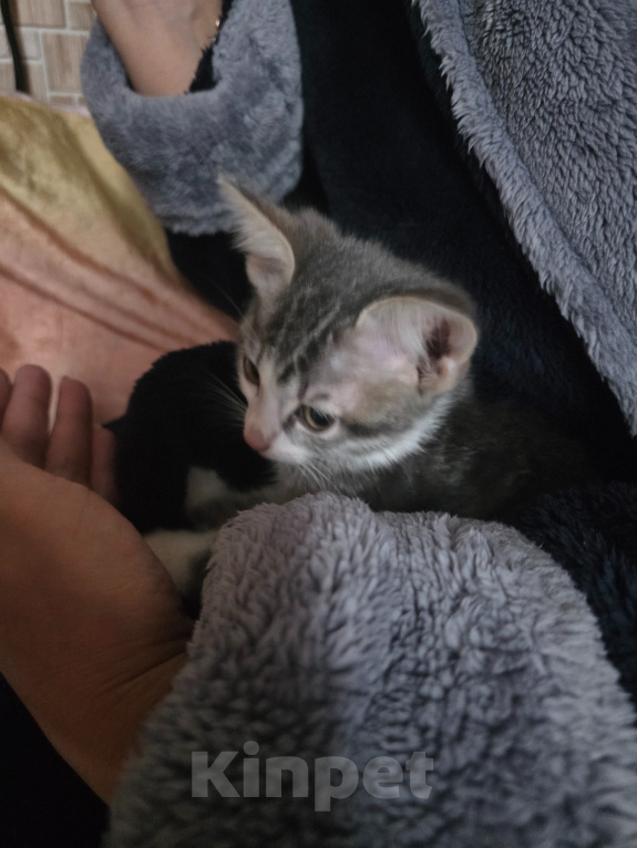 Кошки в Азове: Отдам котенка в добрые руки Девочка, Бесплатно - фото 4