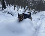 Собаки в других городах Московской области: Ищем дом срочно Мальчик, Бесплатно - фото 2