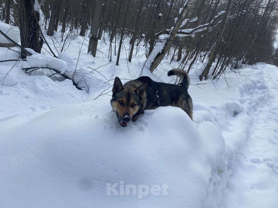 Собаки в других городах Московской области: Ищем дом срочно Мальчик, Бесплатно - фото 2