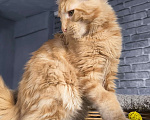 Кошки в Новосибирске: Мальчик Мейн-кун Мальчик, 45 000 руб. - фото 2