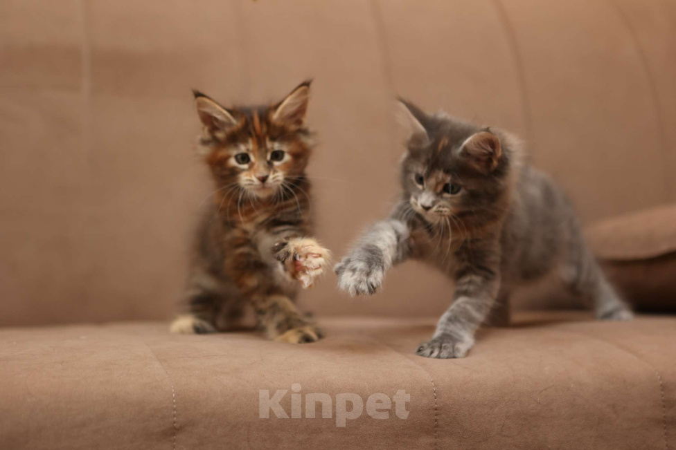 Кошки в Москве: Котенок мейн-кун Девочка, 55 000 руб. - фото 8