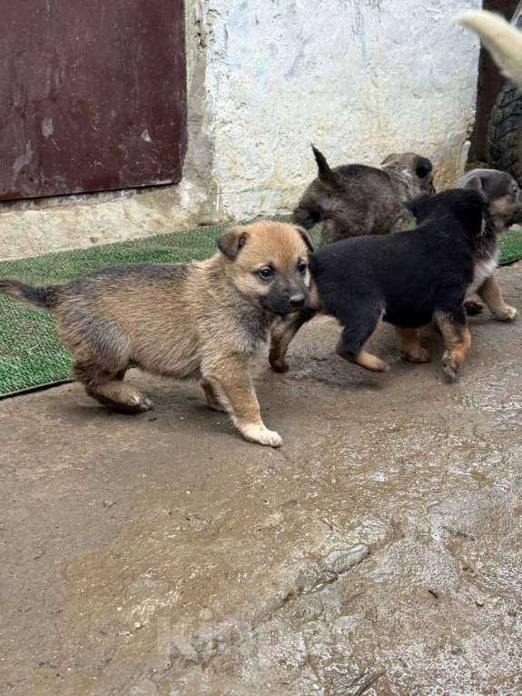 Собаки в других городах Крыма: Отдам 5 щенков в добрые руки Разнополые, Бесплатно - фото 7