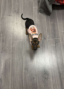 продам милого щенка