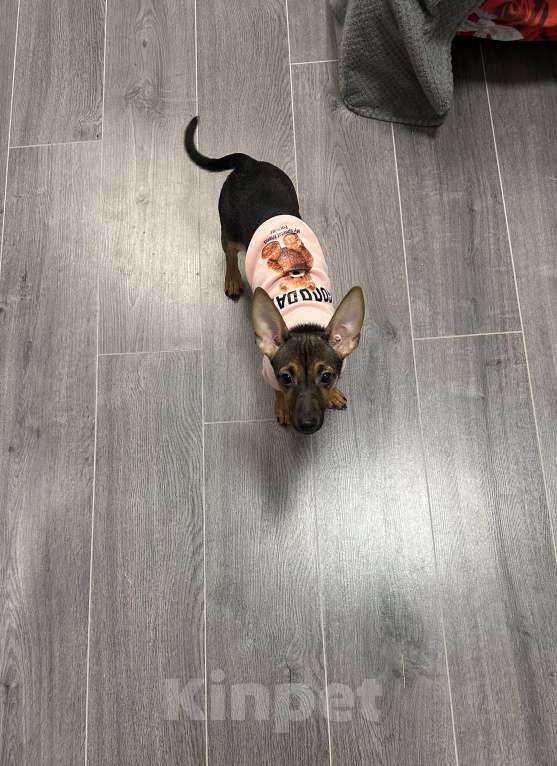 Собаки в Екатеринбурге: продам милого щенка Девочка, Бесплатно - фото 1