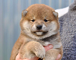 Собаки в Москве: Сиба-ину, девочка Девочка, 70 000 руб. - фото 1