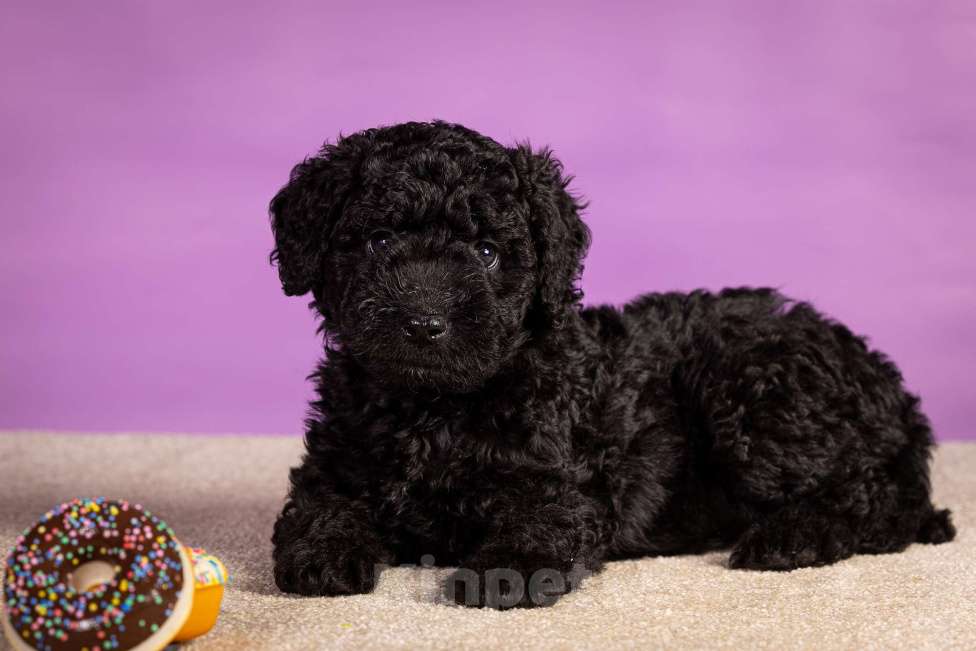 Собаки в Москве: EPIKA Девочка, 150 000 руб. - фото 3