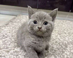 Кошки в Москве: Шотландские котята  Мальчик, 10 000 руб. - фото 6