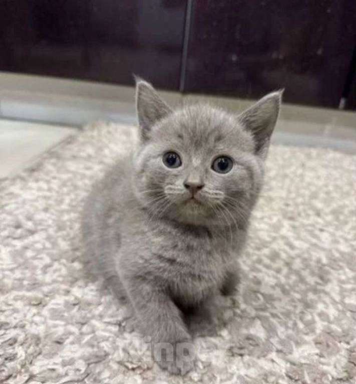 Кошки в Москве: Шотландские котята  Мальчик, 10 000 руб. - фото 6