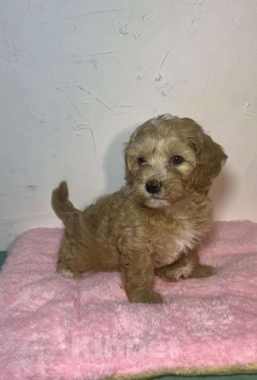 Собаки в Новосибирске: Мальтипу F1 девочка Девочка, 150 000 руб. - фото 4