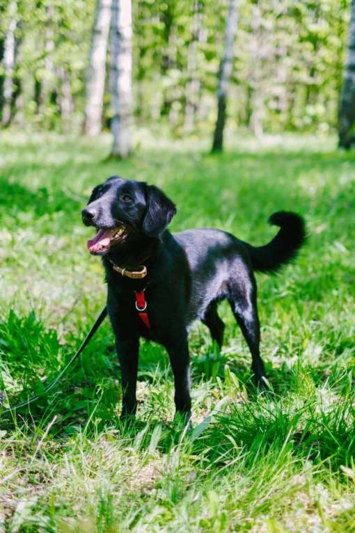 Собаки в Москве: Микролабрадор в добрые руки Мальчик, Бесплатно - фото 3