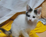 Кошки в Нижнем Новгороде: Девочка  Девочка, Бесплатно - фото 2