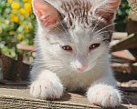 Кошки в Лобне: Котёнок в добрые руки Мальчик, Бесплатно - фото 4