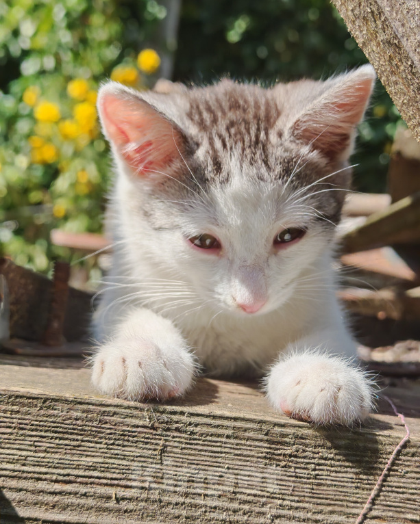 Кошки в Лобне: Котёнок в добрые руки Мальчик, Бесплатно - фото 4